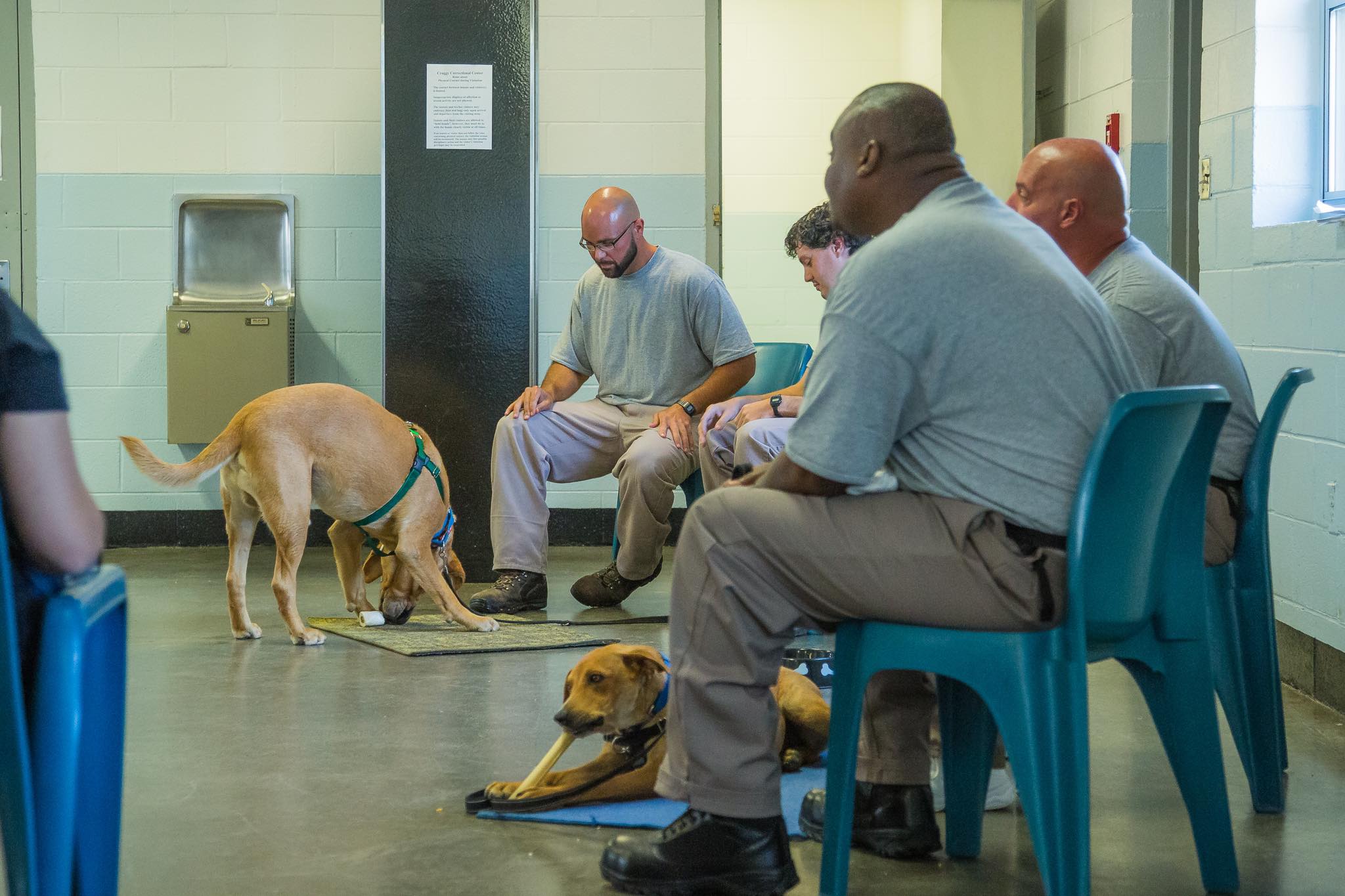 About the Program Mountain Pet Rescue Asheville