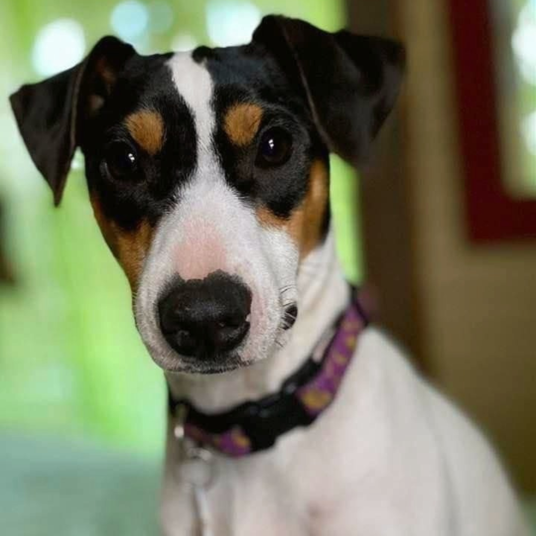 Pet Adoption Mountain Pet Rescue Asheville, NC