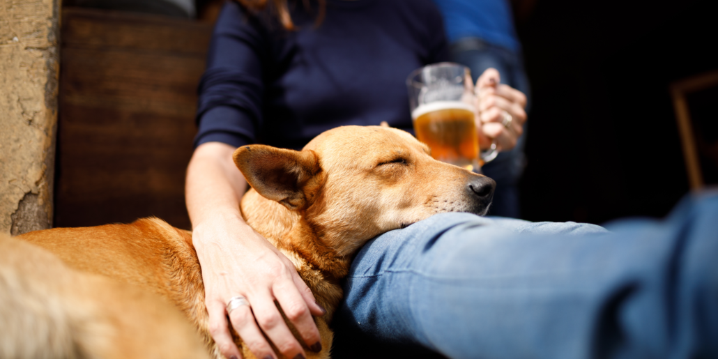 New Origin Brewing Dog Adoption Event Mountain Pet Rescue Asheville