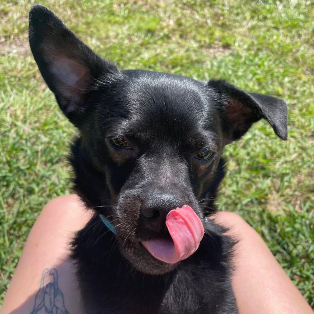 Pet Adoption Mountain Pet Rescue Asheville, NC